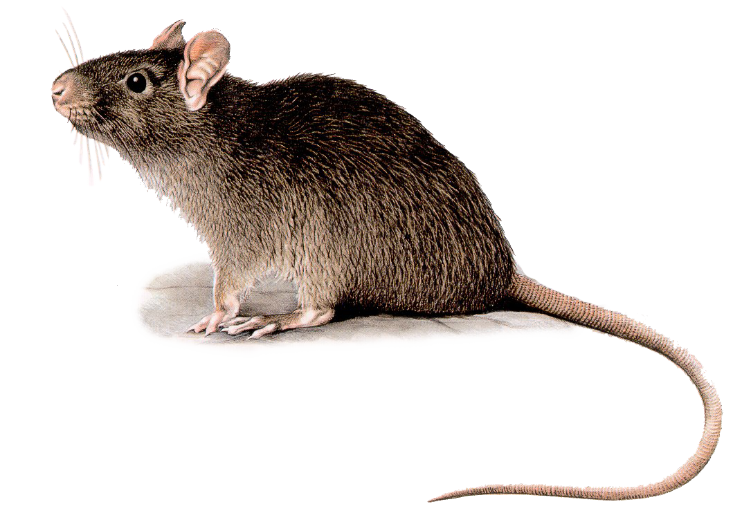 Rat